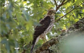 Can you shoot hawk attacking chickens?