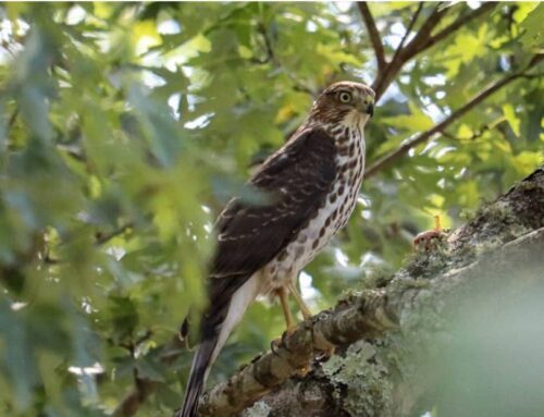 Can You Shoot a Hawk If It Is Attacking Chickens?