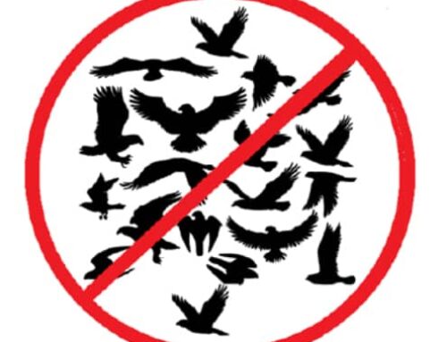 Intense short-wavelength light triggers avoidance response by Red-tailed Hawks: A new tool for raptor diversion?